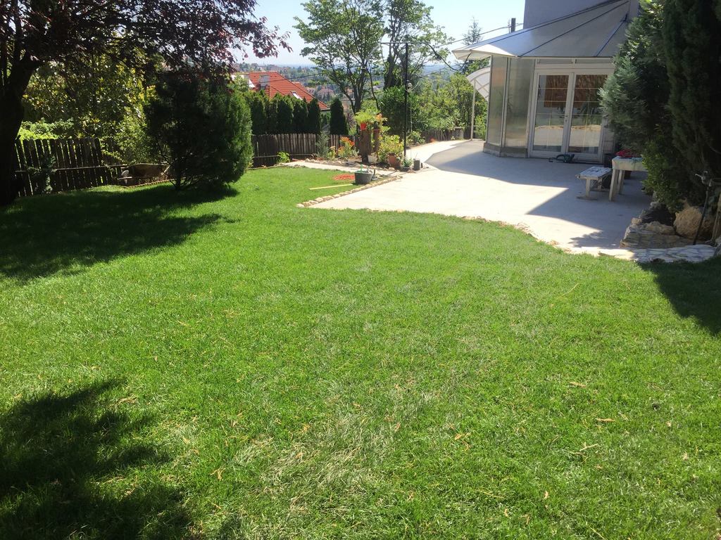  Ein 300 m² großer Garten mit einer Sprinkleranlage, eine Hälfte des Gartens sonnig, auf der anderen sehr intensive Sonnenbestrahlung. Der Königrasen nach 23 Tagen: ...